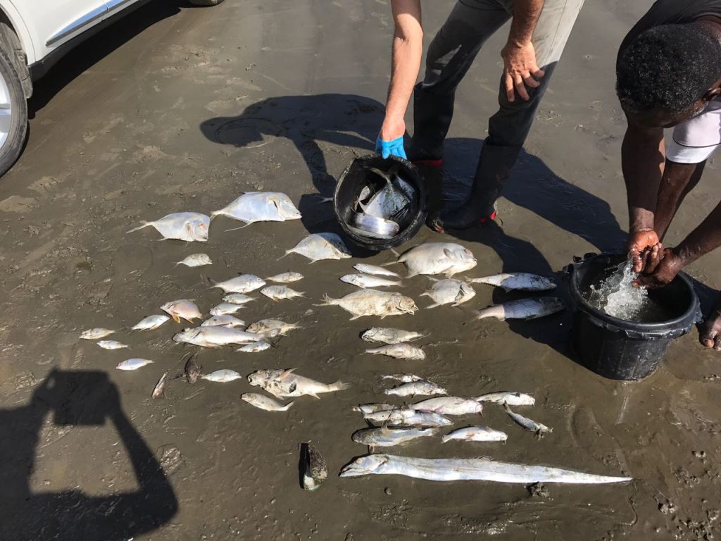 The Rains have started= ongoing La Brea fish kills (See downloadable file for Videos and Images)