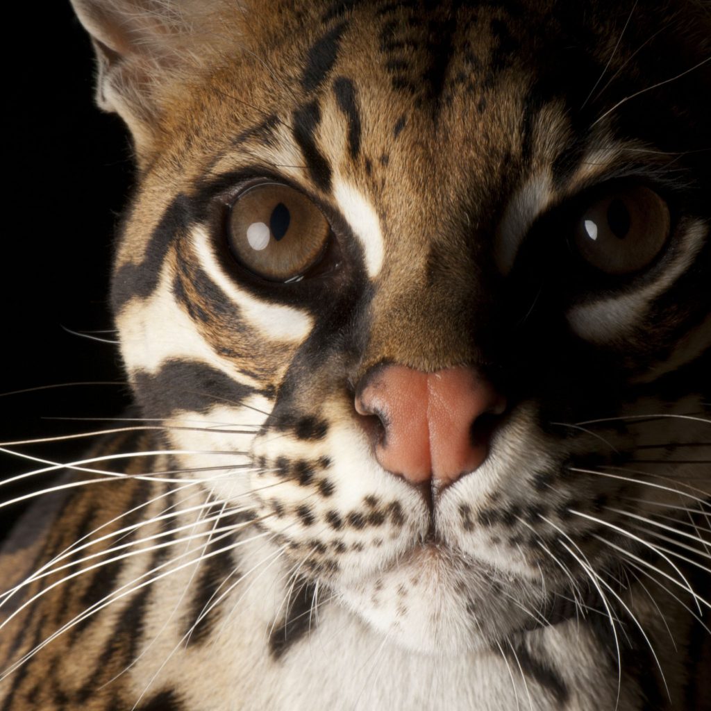 Who speaks for the Ocelot Tiger Cat?